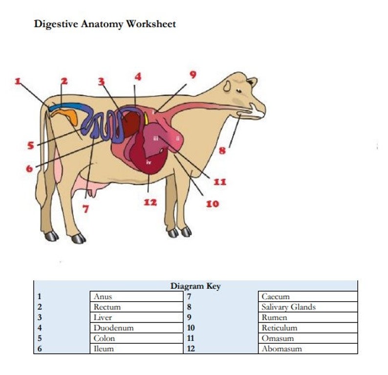 Printable cattle digestive anatomy worksheet and practice pages