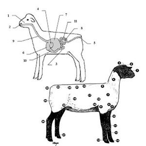 PRINTABLE Sheep External and Digestive Anatomy Worksheet Bundle - Etsy