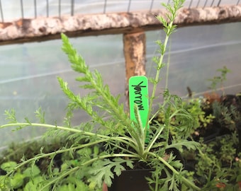 Yarrow Achillea millefolium Two Inch Pot