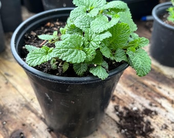 Lemon Balm Live Plant in a quart Pot