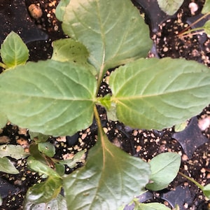 May include: Close-up of a green plant with four leaves growing in a black plastic tray filled with dark brown soil.