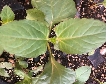 Spilanthes Toothache plant live plant in 2 inch pot