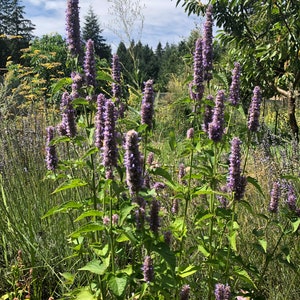 Anise Hyssop Seeds Agastache foeniculum 30 seeds