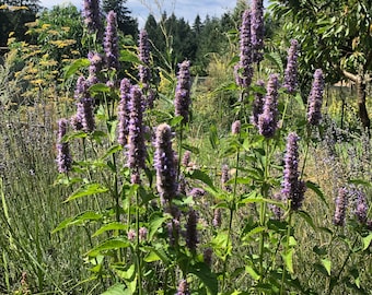 Anise Hyssop Live Potted Plant 2 Inch Agastache foeniculum