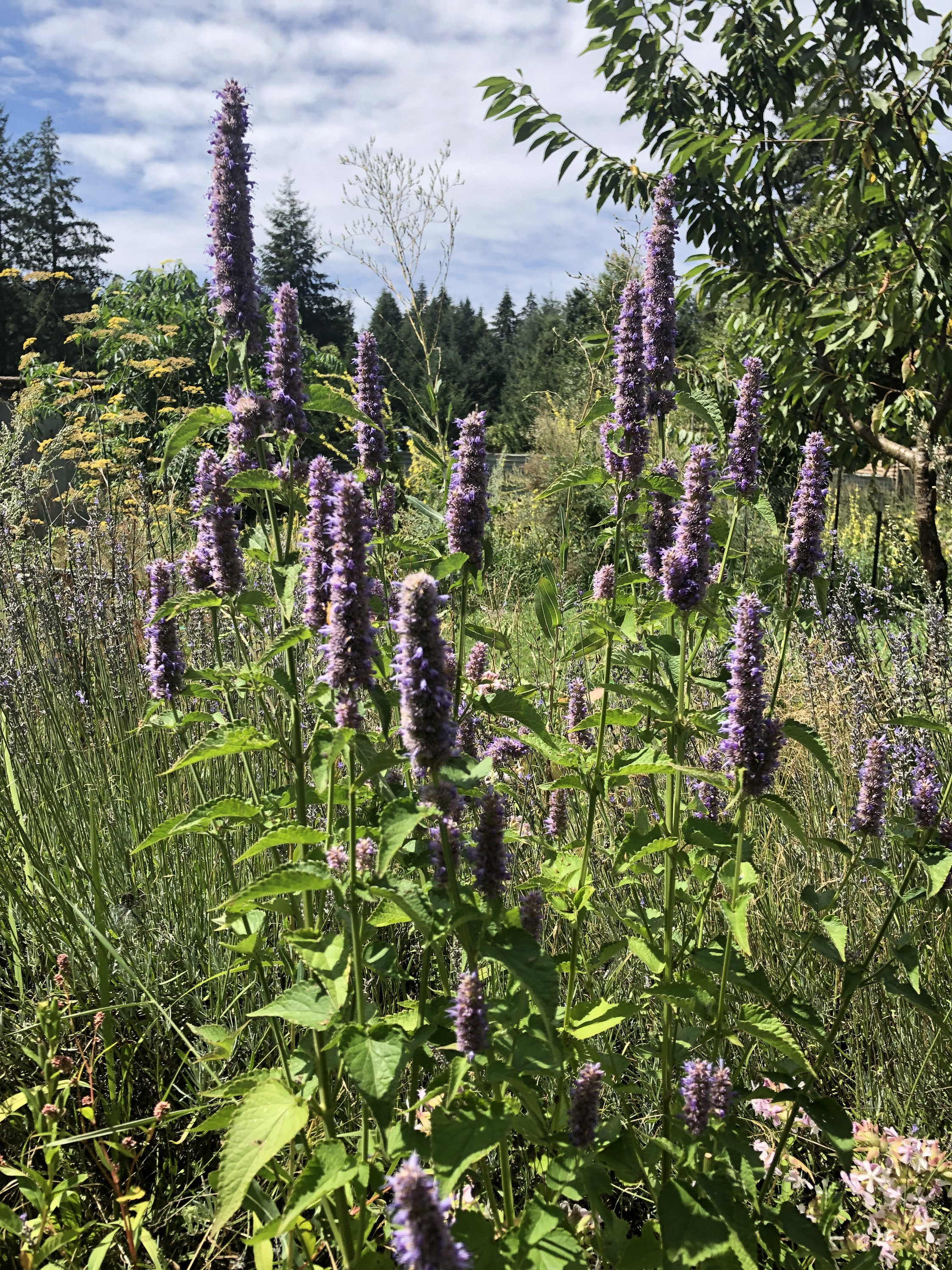 Anise Hyssop Seeds Agastache foeniculum 25 seeds Etsy