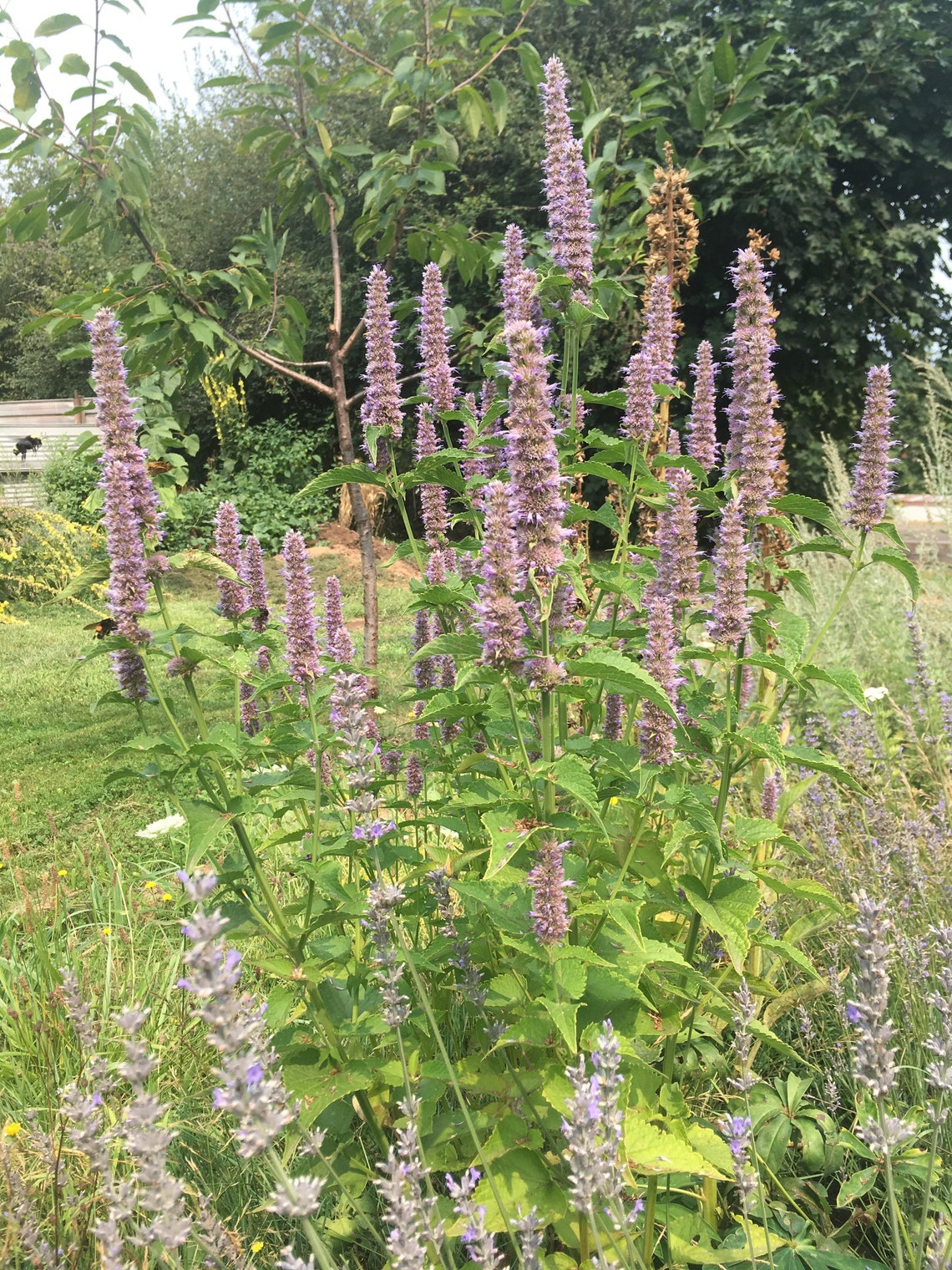 Anise Hyssop Seeds Agastache Foeniculum 25 Seeds Etsy UK