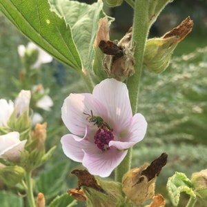 Althaea officinalis Marshmallow Live Plant in 2 inch pot image 2