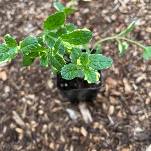 May include: A small potted plant with green leaves edged in yellow. The plant is in a black plastic pot, set against a backdrop of brown mulch.