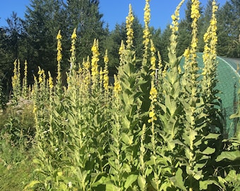 Mullein Seeds 100 Seeds Verbascum