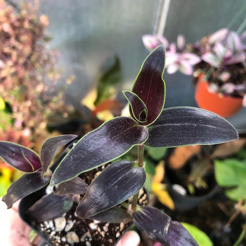 Jose Puig Tradescantia Gibasis - Etsy