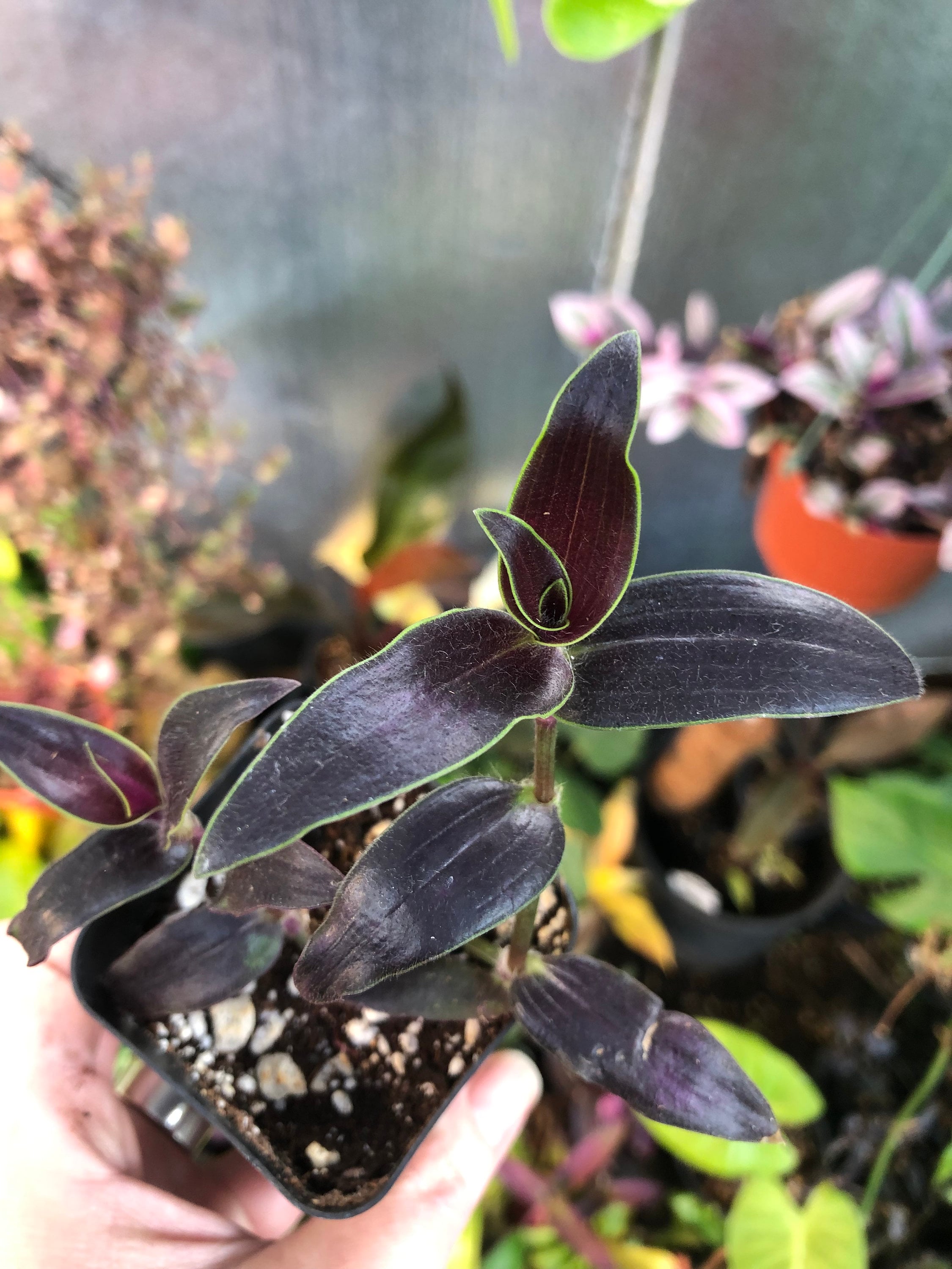 Jose Puig Tradescantia Gibasis - Etsy