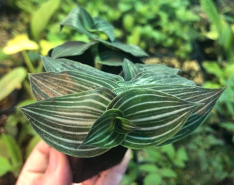 Tradescantia Callisia gentlei var. elegans cuttings live rooted plant