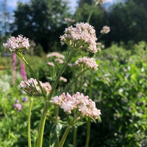 May include: A close-up of a cluster of delicate pink flowers with green stems and leaves. The flowers are in bloom and have a soft, feathery appearance. The background is a blurred image of green foliage and a blue sky.