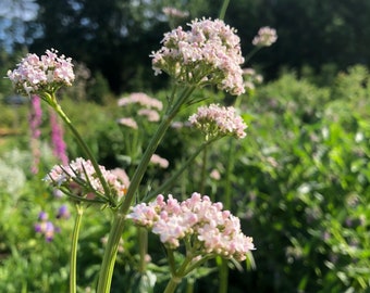 Valerian Herb Live Plant Valeriana Officinalis 4 inch pots