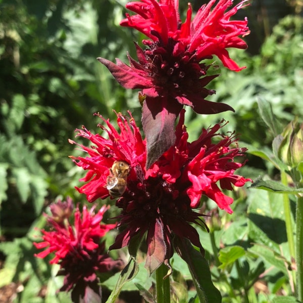 Scarlet Bergamot, scarlet beebalm, Oswego tea