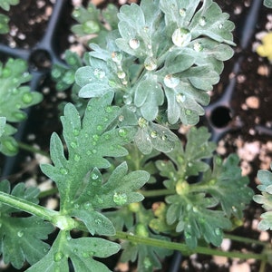 May include: Close-up of a green plant with small, round water droplets on the leaves.