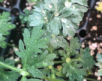Wormwood artemisia absinthium Herb Live plant in 4 inch pot