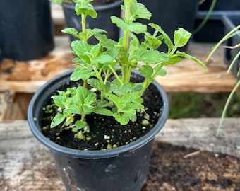 Strawberry Mint Rooted Starts in Four inch pot