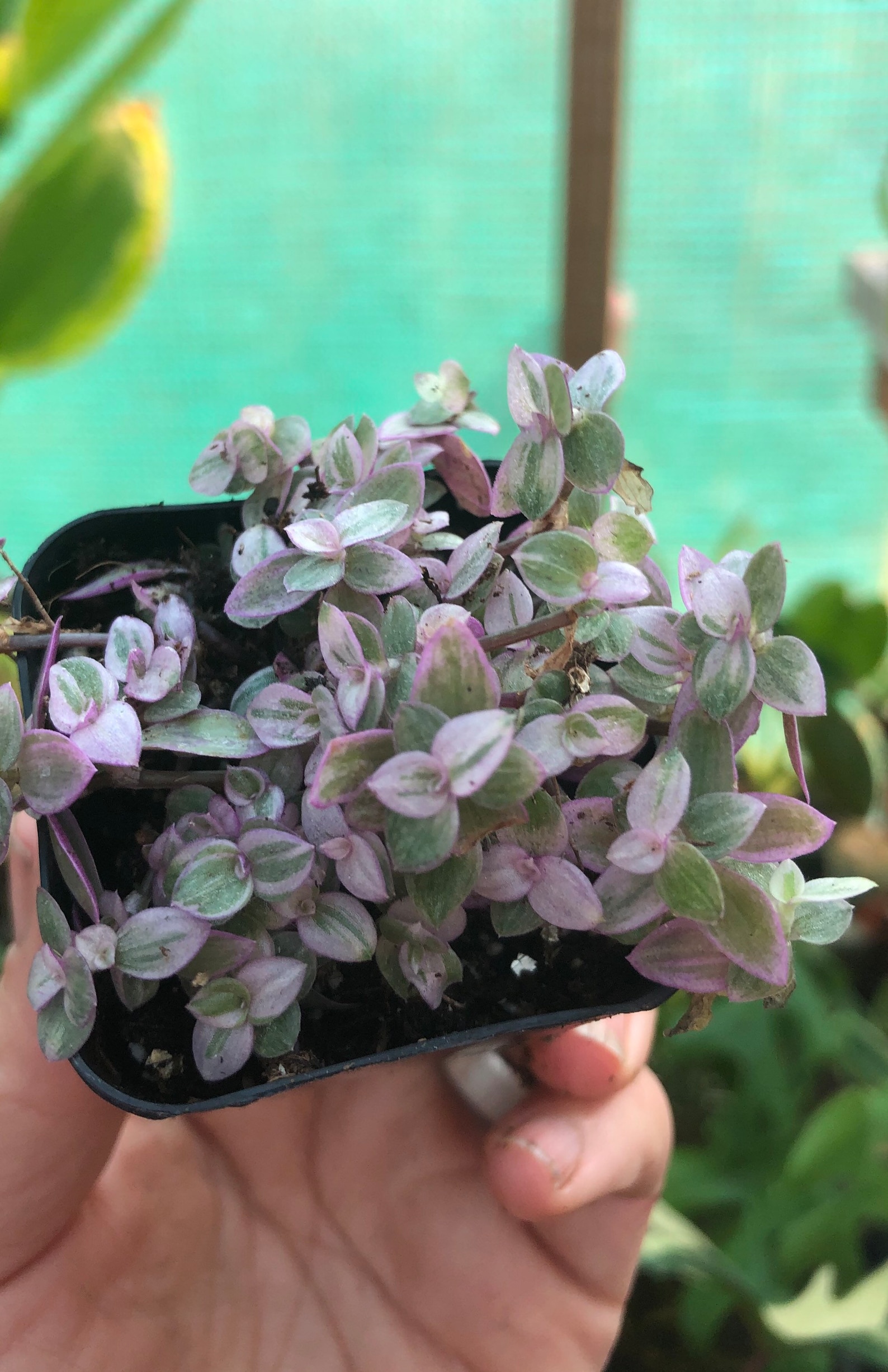 Pink Panther Plant Toxic