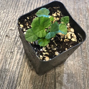 Althaea officinalis Marshmallow Live Plant in 2 inch pot image 5