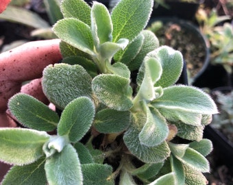 Stachys Byzantina in 2 inch pot