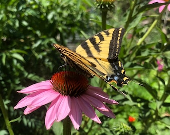 Echinacea purpurea just emerging for spring  2 inch pot live plant