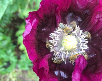 Breadseed Poppy Seeds Papaver somniferum dark red/purple Hungarian Breadseed