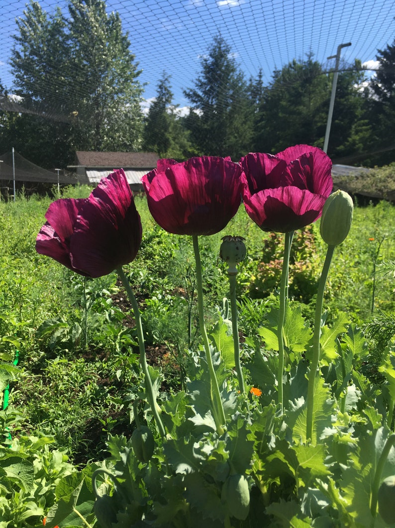 Breadseed Poppy Seeds Papaver Somniferum Dark Red/purple Etsy
