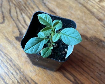 Licorice Glycyrrhiza glabra Two Inch Pot