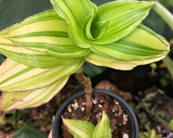 Callisia fragrans Melnikoff Basket Plant 4” Pot