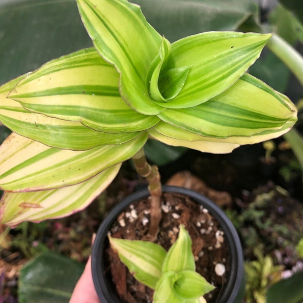 Callisia fragrans Melnikoff Basket Plant 4” Pot