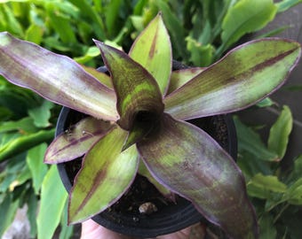 Callisia Fragrans False bromeliad in 4 inch pot