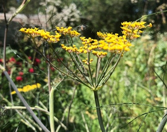 Bronze Fennel One Quart Pot Butterfly Gardening