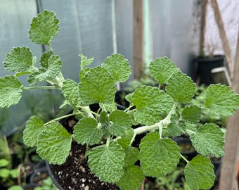 Horehound Marrubium Live Plant in One Quart Pot