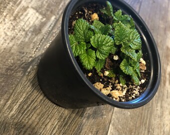 Lemon Balm Live Plant in a 4 inch Pot