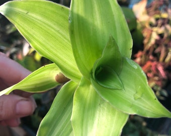 Callisia fragrans Melnikoff Basket Plant growers choice