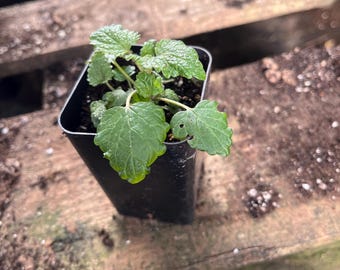 Lemon Balm Live Plant in 2 inch Pot