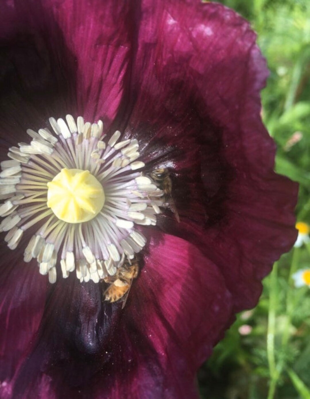 Dark Red/purple Breadseed Poppy Pollinator Garden Papaver Somniferum Etsy