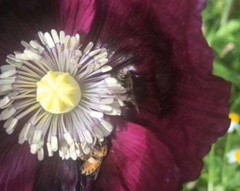 Dark Red/Purple Breadseed Poppy Pollinator Garden Papaver somniferum