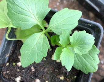 Valerian Herb Live Plant Valeriana Officinalis 2 inch pot