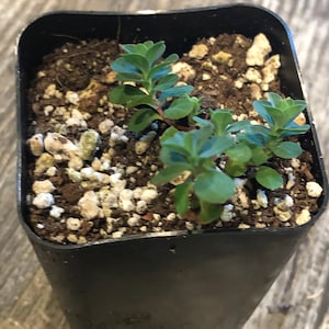 May include: A set of three ceramic mugs with a speckled, matte finish. The mugs are in shades of cream, light gray, and dark gray. Each mug has a simple, minimalist design and a rounded handle. The mugs are likely for coffee or tea.