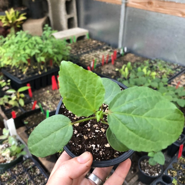 Hibiscus Roselle Live Plant