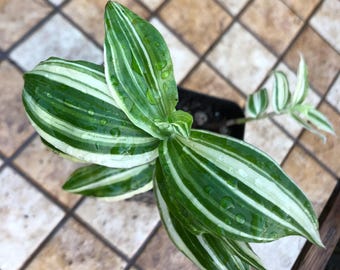 Tradescantia Variegata 2 inch pot rooted live plant