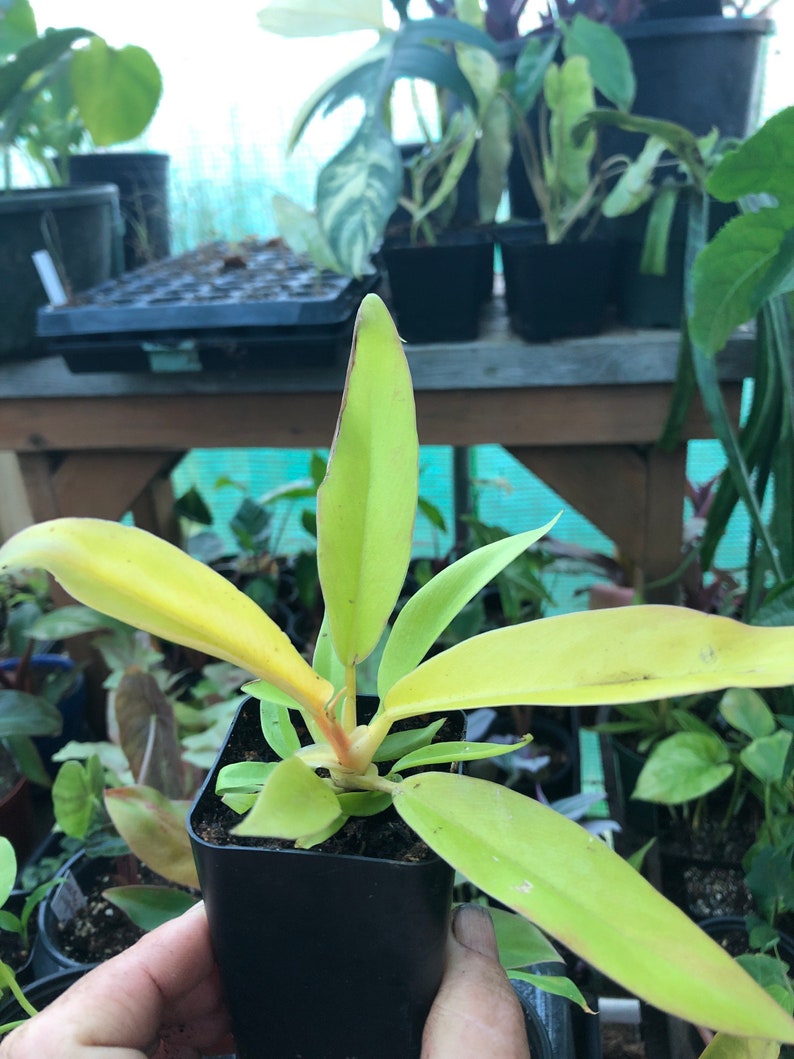 Philodendron Golden Crocodile Golden Ring of Fire in 2 Inch - Etsy