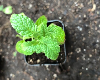 Strawberry Mint Rooted Starts in 2 inch pot