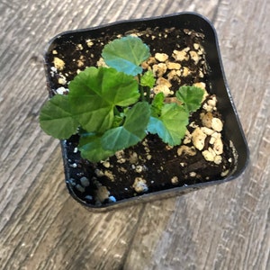 Althaea officinalis Marshmallow Live Plant in 2 inch pot image 4