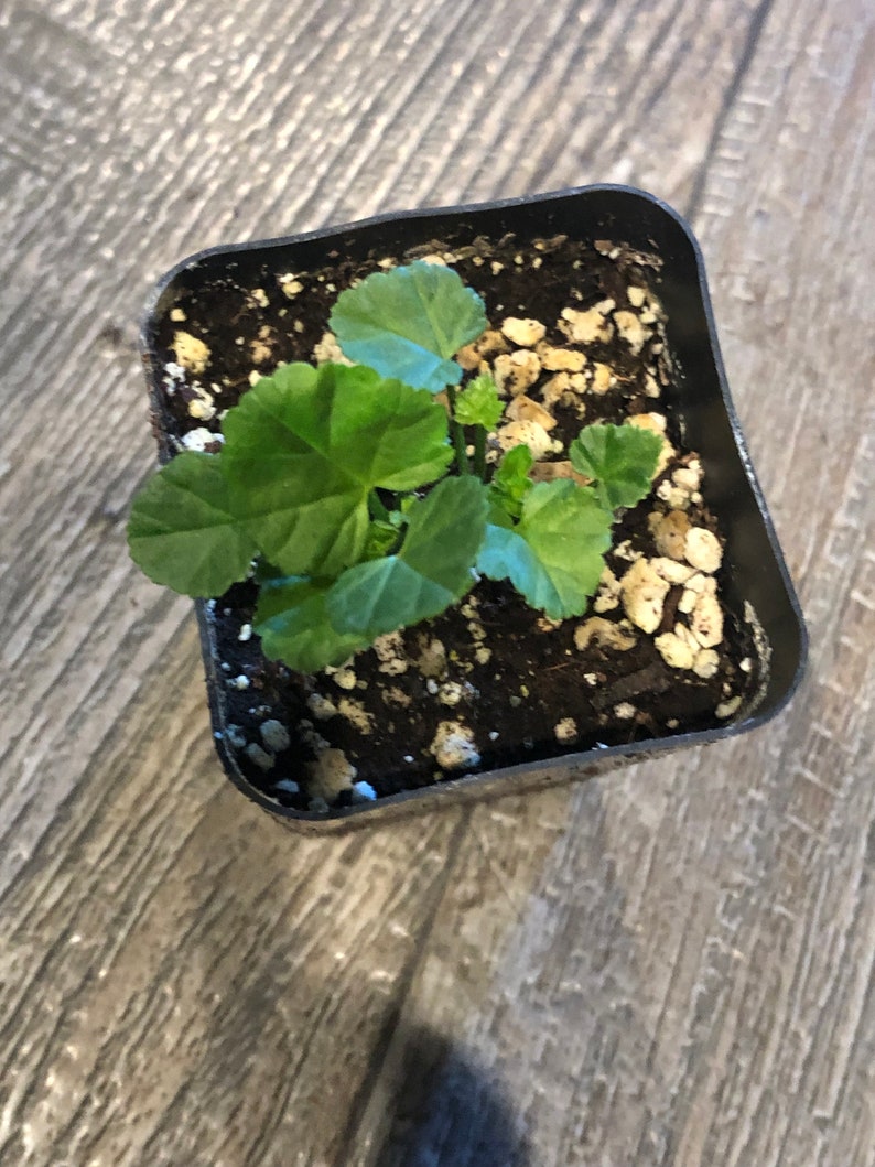 Althaea officinalis Marshmallow Live Plant in 2 inch pot image 4