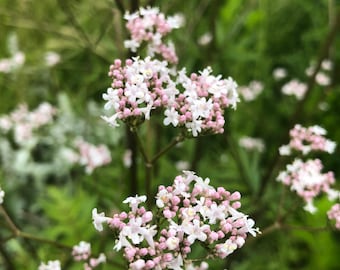 Live Medicinal Herb Garden Kit 13 varieties