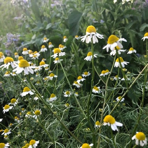 German Chamomile 40+ seeds Tea Herb Seeds