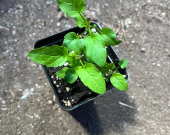 Skullcap two inch pot Scutellaria Live Plant Scutellaria lateriflora